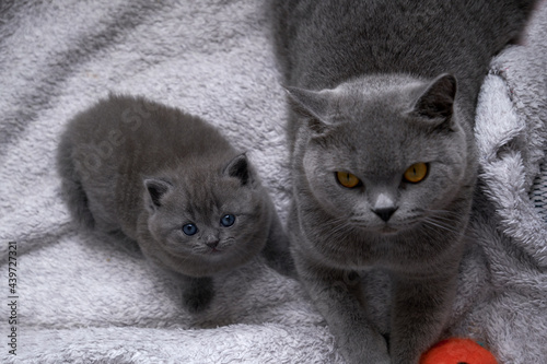Cute British short blue cat mother and child in the nest photo