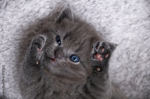 Close-up cute blue cat baby, playing in the nest