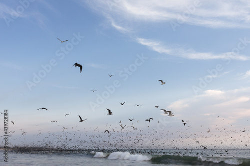 Seagulls and seabirds on the beach and in the ocean in a feeding frenzy
