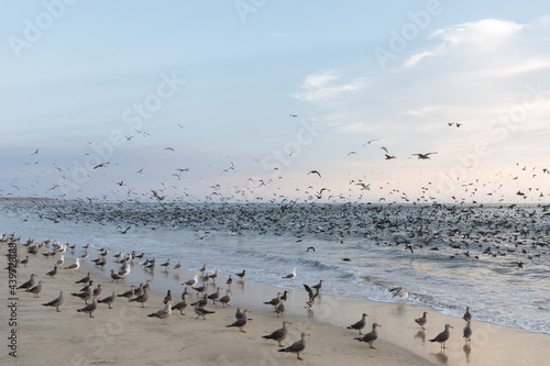 Seagulls and seabirds on the beach and in the ocean in a feeding frenzy