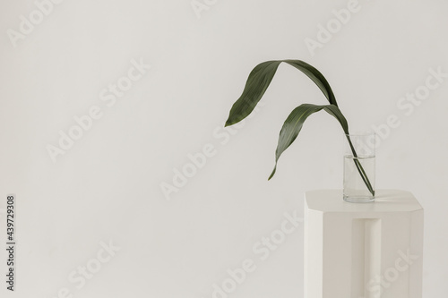 Two green leaves in vase  photo