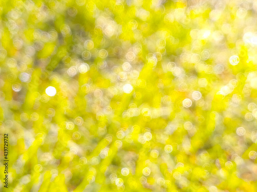 green grass abstract background bokeh out of focus