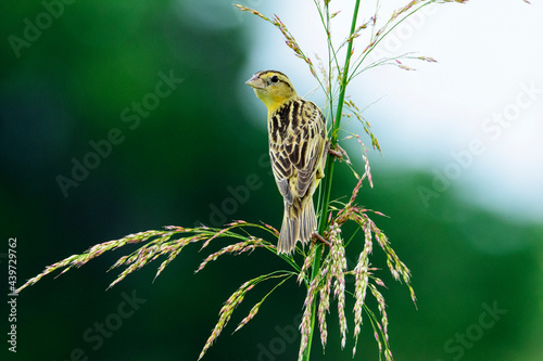 Female Bobolink Perched on a Stalk of Grass photo