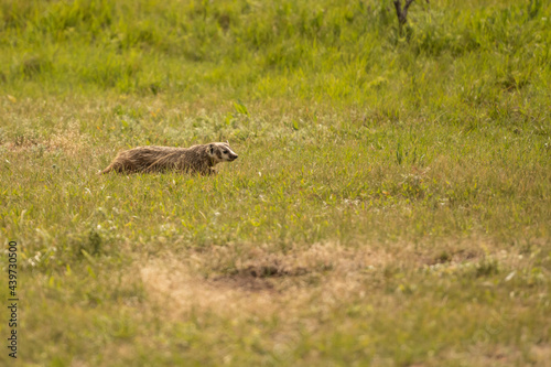 Badger Runs Across Prairie Dog Town photo