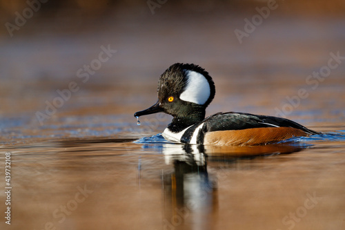 Hooded Merganser photo