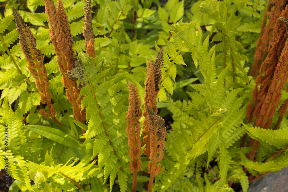 Naklejka premium background of green and white grass. greens. macro photography. green background. plant
