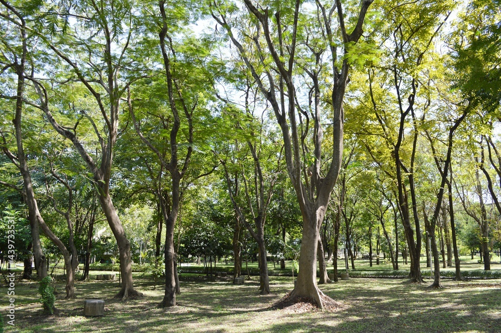 nature garden in country Thailand nature garden in country Thailand