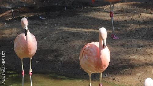 Pink Flamingos in their Habitat  photo