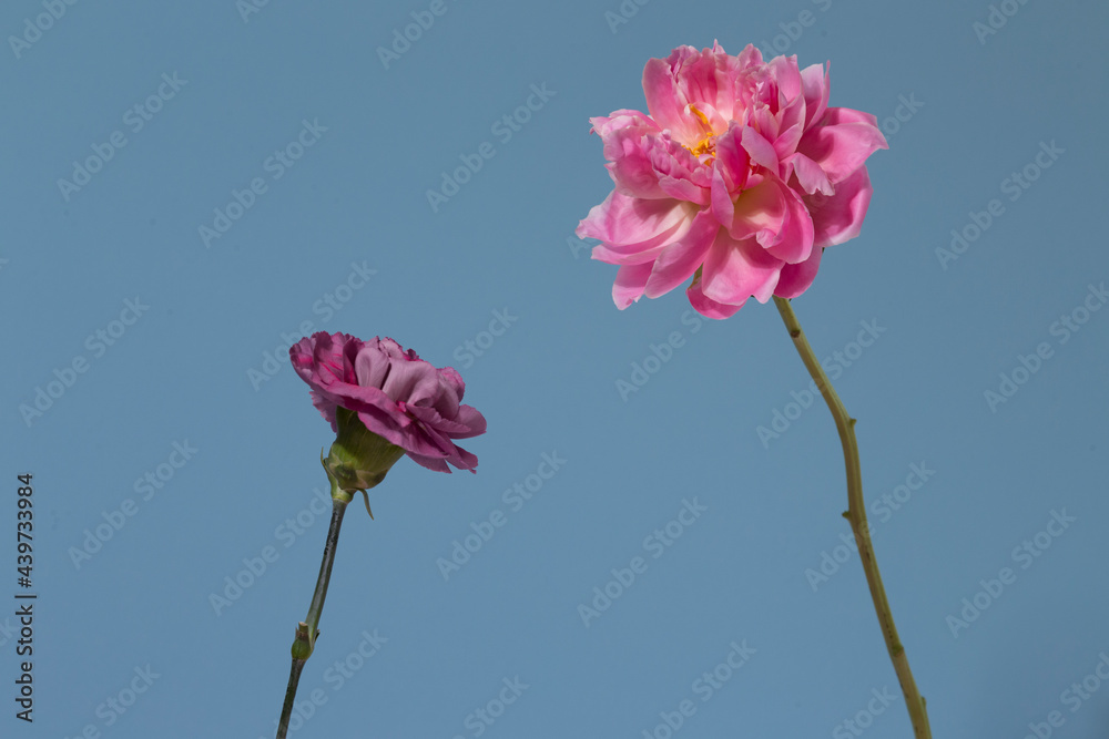 Artistic still life with flowers Artistic still life with flowers