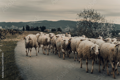 Sheep herd on the road