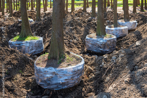Bald cypress trees prepare for transplant