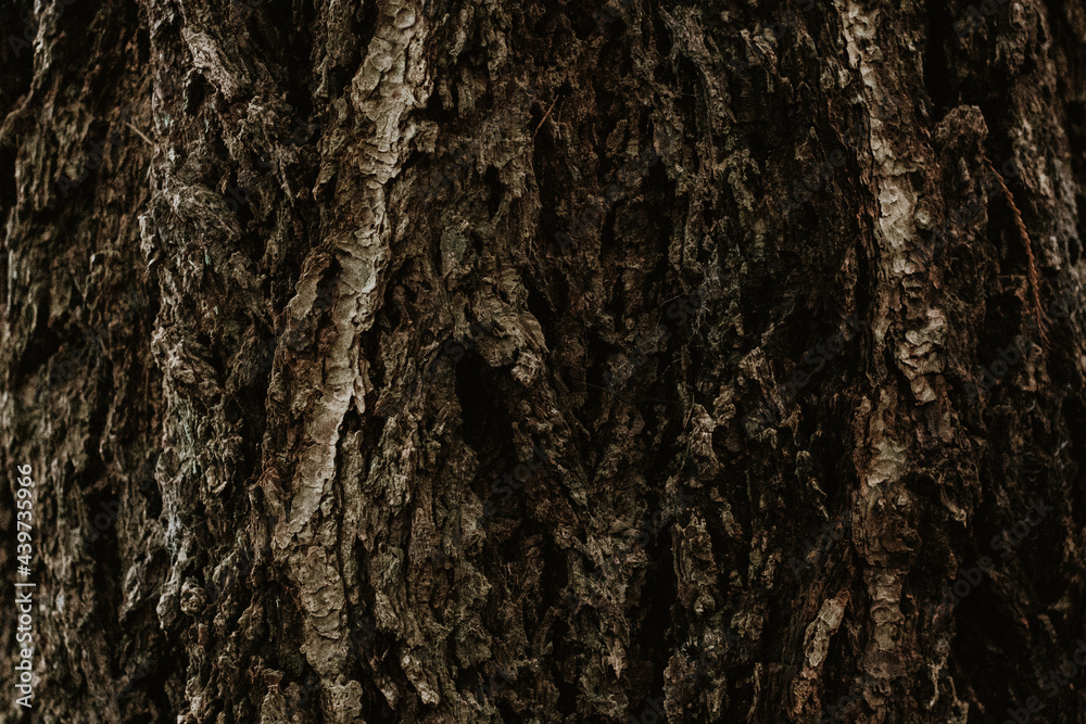 Tree bark forest texture