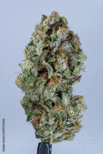 Cannabis Flower Macro - Strain: Island Zkittles