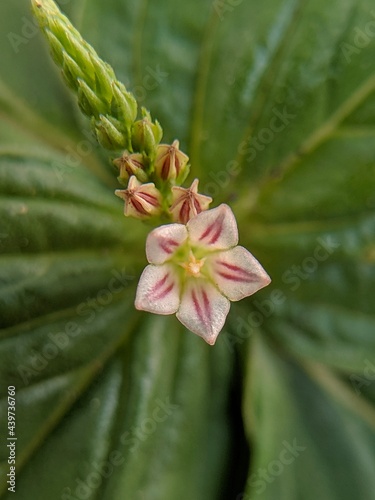 close up of pink and green spigelia flower from Java photo