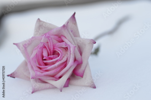 pink rose