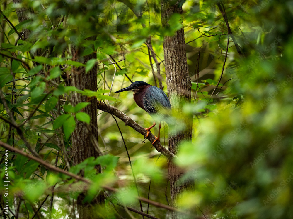 tri-colored heron perched in a tree tri-colored heron perched in a tree