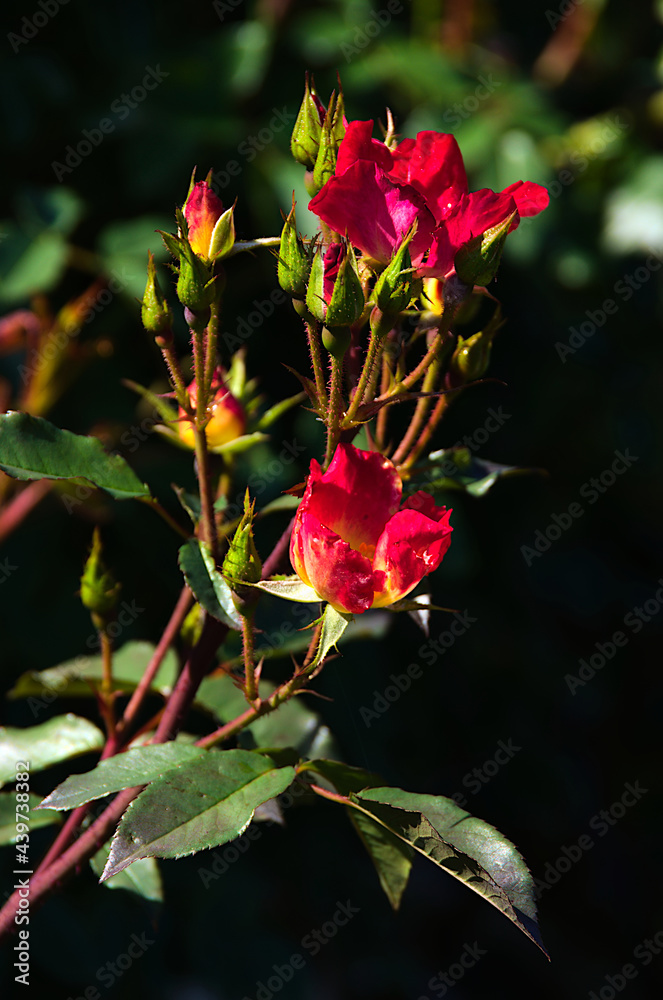 red rose flower red rose flower