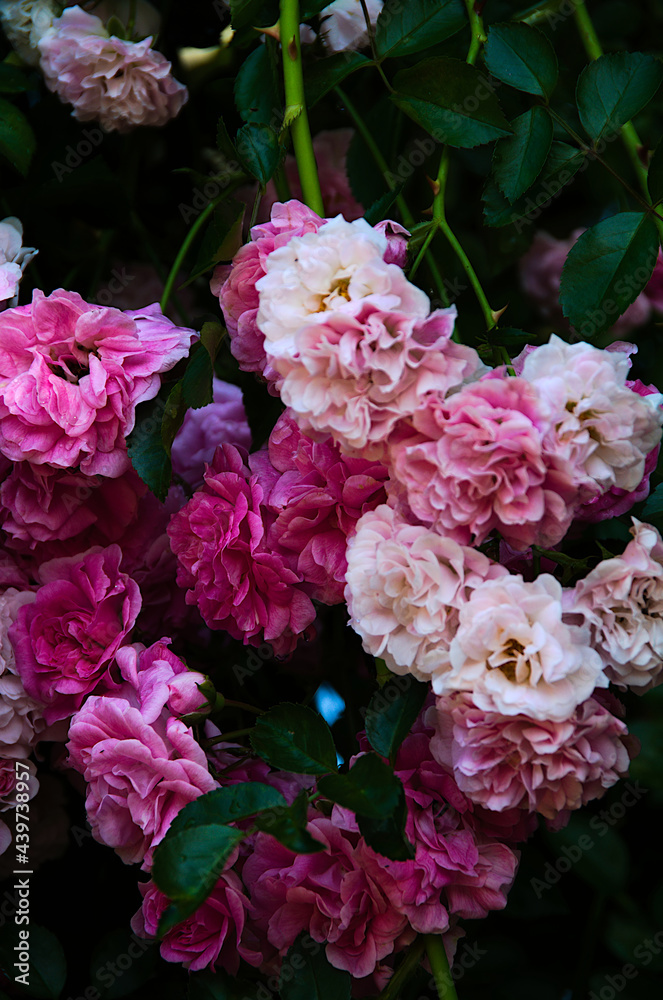 pink and white roses pink and white roses