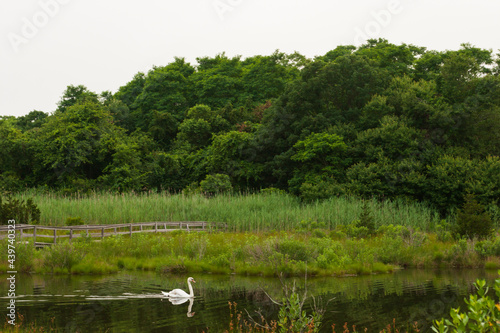 swan in a pond photo