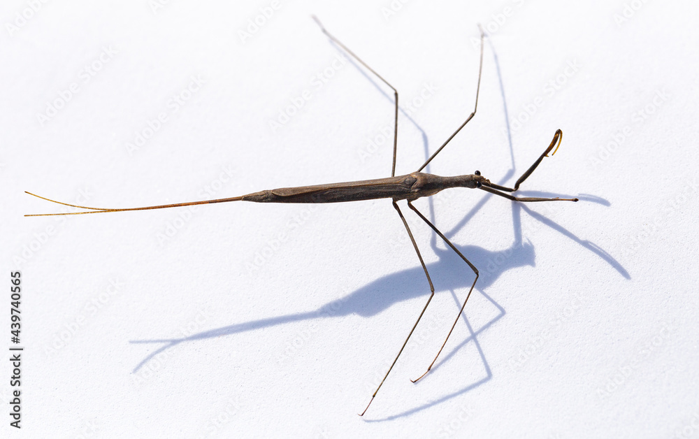 Ranatra linearis is a species of aquatic bug in the Nepidae family.