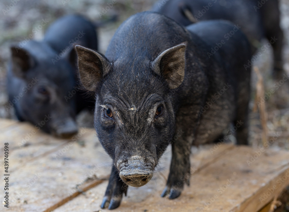 Vietnamese Pot-bellied, traditional Vietnamese breed of small domestic pig. Black piglets in the zoo. Vietnamese Pot-bellied, traditional Vietnamese breed of small domestic pig. Black piglets in the zoo.