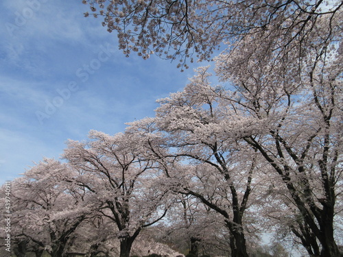 桜