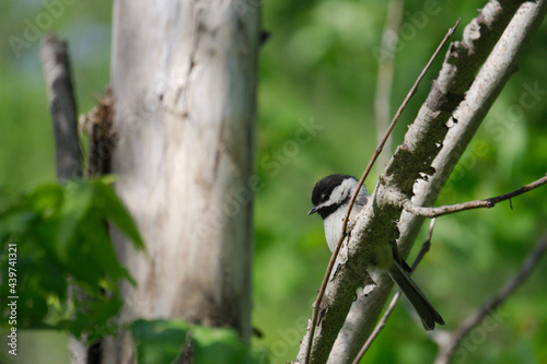 chickadee closeup on a tree