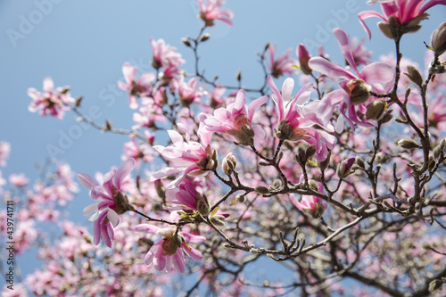 Blooming pink magnolia tree  photo