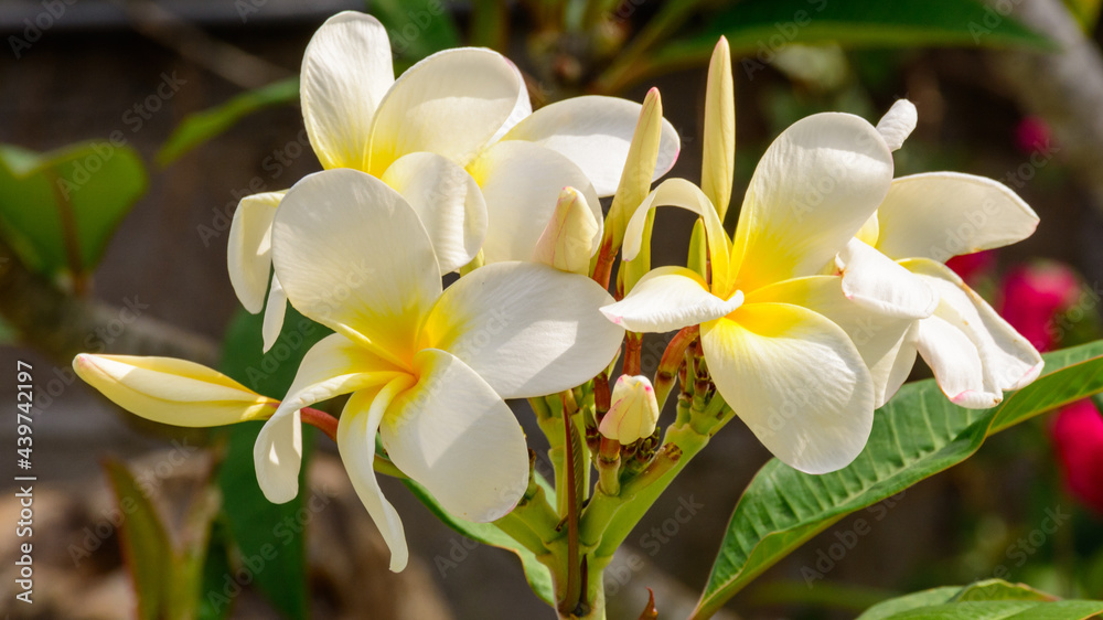 Obraz premium yellow and white orchid