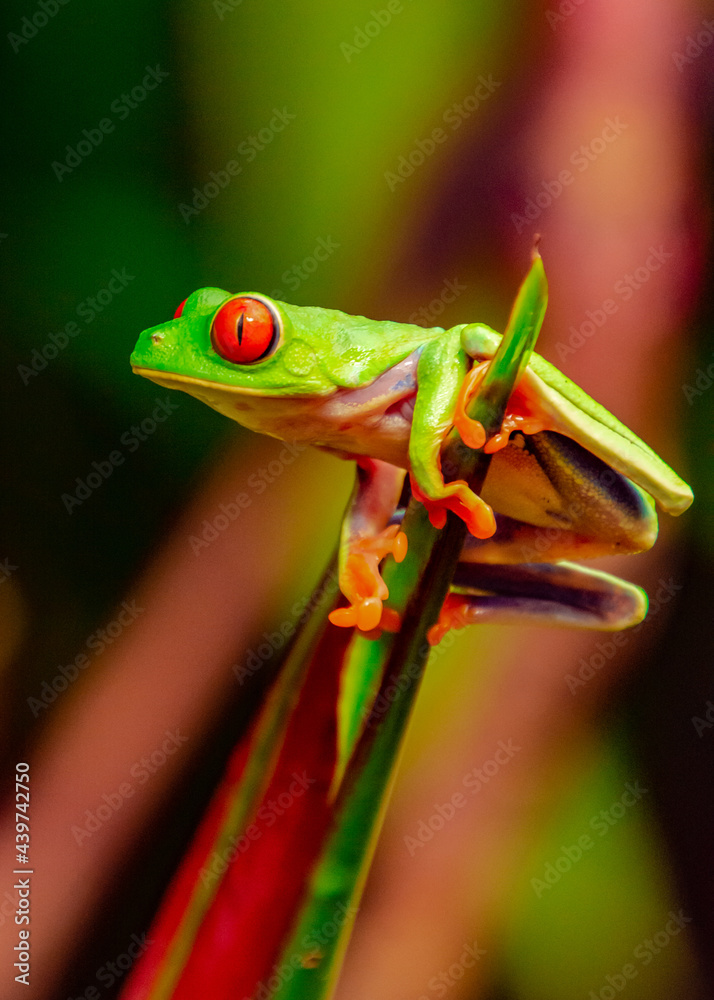 Obraz premium red eyed tree frog