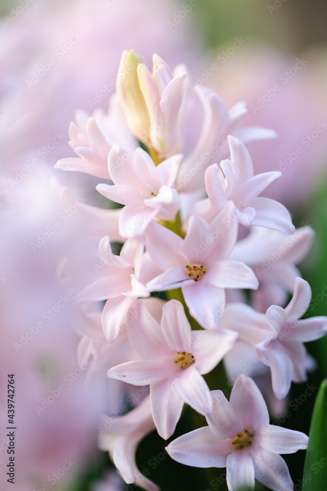 Pink Hyacinth close up