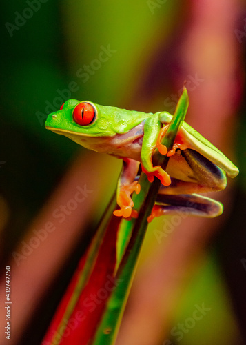 red eyed tree frog © Pablo