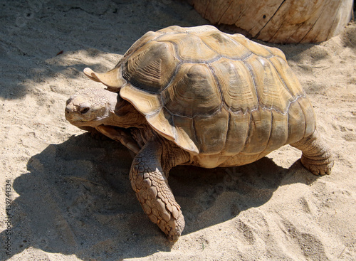 Radiated Tortoise walking to the left