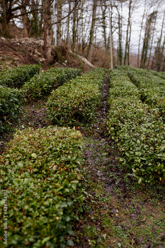 small tea plantation in the mountains small tea plantation in the mountains