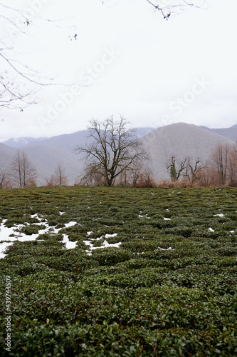 small tea plantation in the mountains