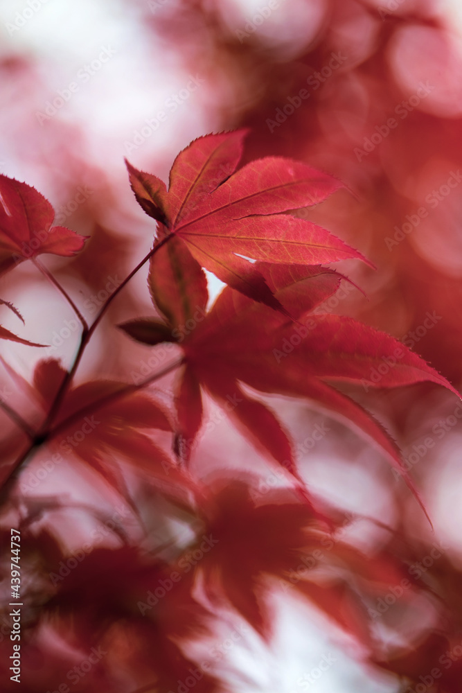 © Carolyn Lagattuta/Stocksy - Springtime maple tree