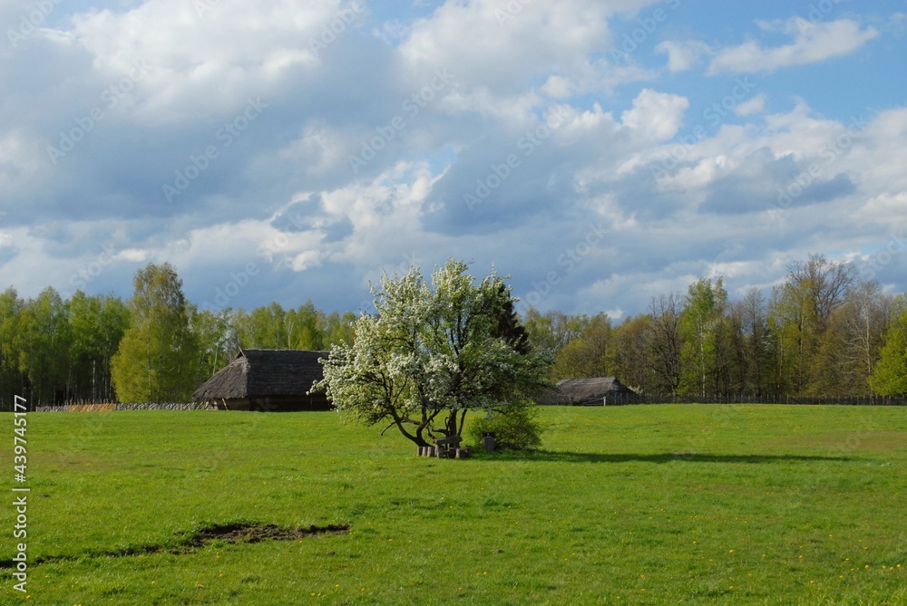 old house, tree blossom in the countryside in spring old house, tree blossom in the countryside in spring