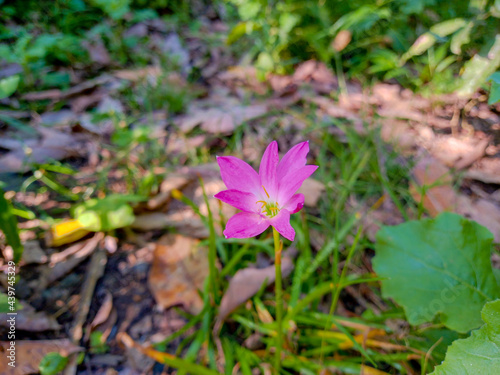 flowers in the garden