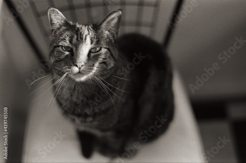 Tabby Cat