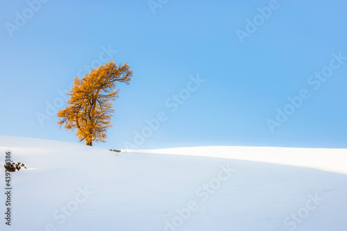 Alone Golden tree in the snow world