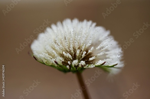 flower of a dandelion