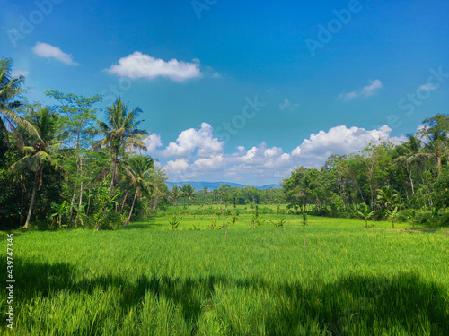 rice field and sky