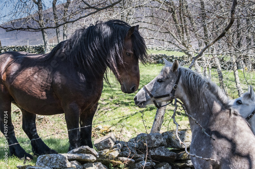 Arab mare encounter with draft stallion photo