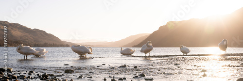 Swans on Ullswater Lake District photo
