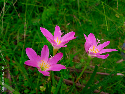 pink flower in the garden