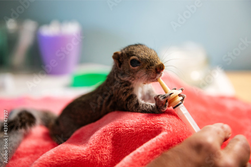 Baby squirrel photo