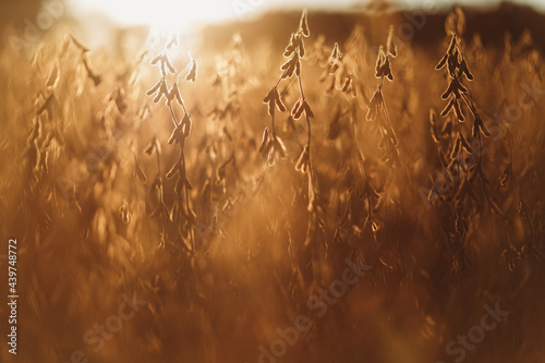 Autumn bean fields photo