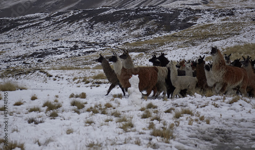 Llamas walking in the highland in middle of the cold.