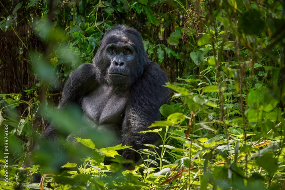 A silverback mountain gorilla sits in the dense foliage of his natural habitat in Bwindi Impenetrable Forest in Uganda. A silverback mountain gorilla sits in the dense foliage of his natural habitat in Bwindi Impenetrable Forest in Uganda.