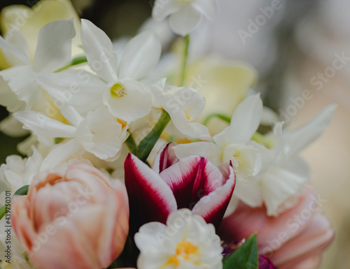 Daffodils and tulips together in bouquet photo